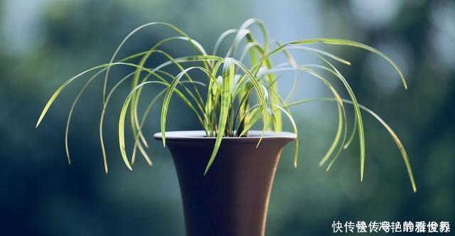 哪种兰花香,怎样才能买到比较香的兰花?3点建议,选到香兰不难