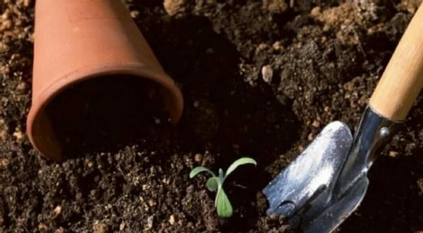 爱养花，先从这4个方面出发，防范盆栽日常患上病虫害吧