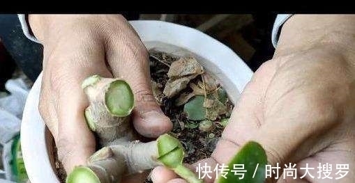 养长寿花，用这法，1年就能成老桩，开满五色花，独特又吉祥