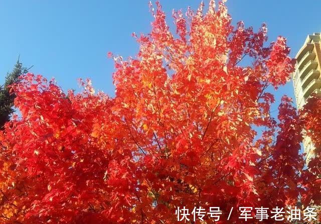 喜鹊|在9月份，百花齐放，喜鹊临枝，四大星座巧逢旧爱，牵手一生幸福