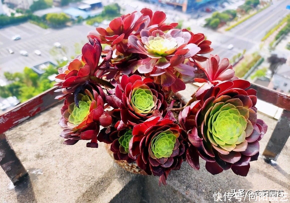 水分|夏季来临，法师进入艰难阶段，叶子开始凋落，赶紧停止浇水