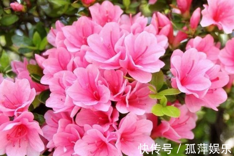 4种花人见人爱，仙气十足，花开美观又大气，花色艳丽灿烂无双