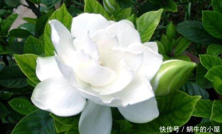 4种花不怕冷不怕热,好养又漂亮,养家里,1盆顶5盆