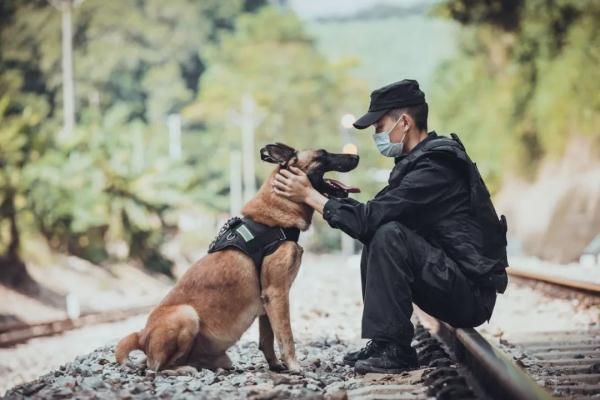 警犬|警犬“金三”为救辅警牺牲，它的主人说......