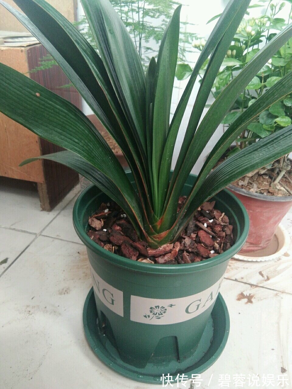 旺盛|三伏天养花,6个“坏毛病”戒掉,植物安全度夏,越长越旺盛