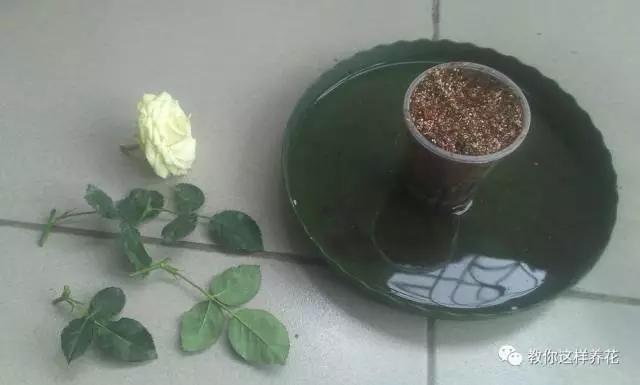 养花技巧学会这种扦插法,插什么活什么,太简单了!