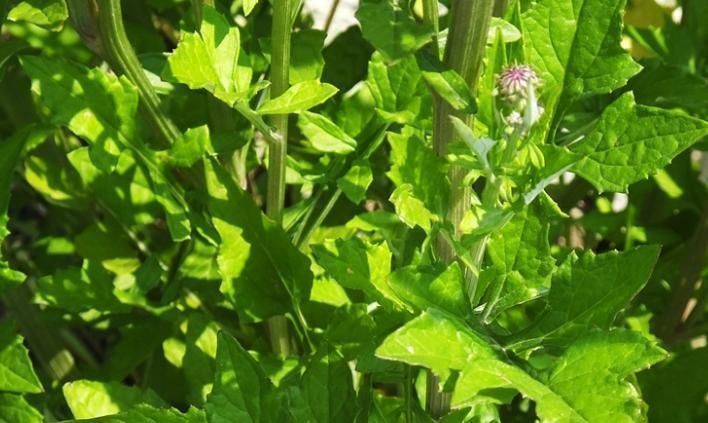 野花野草|农村的这种野菜，比蒲公英还有营养，却被很多人当野草拔了