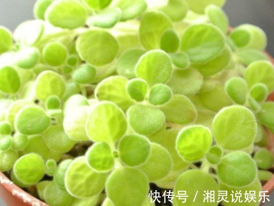 瓜栗|喜欢养花,不如养盆孔雀草,此盆景花更具观赏性,栽下就成活