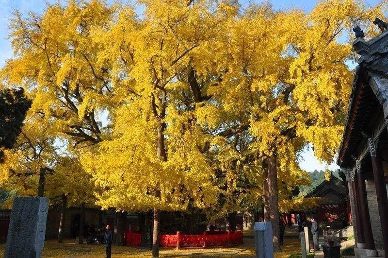 联系人|日照市省级冰雪主题体育旅游精品线路游玩攻略来了