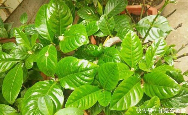 家里养杜鹃、山茶、栀子花,用点几毛钱的它,马上绿油油、花苞多