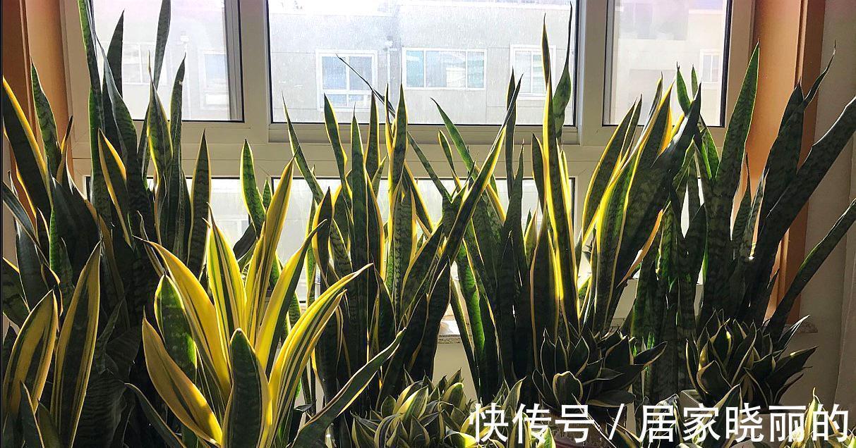 公认的“十种健康花”,建议至少养一盆,净化空气一级棒