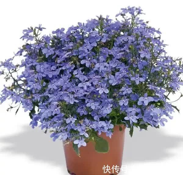 春天养花有妙招,院子里栽一棵“花王”,满院“春光”,特别喜人