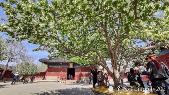 丁香盛开智化寺