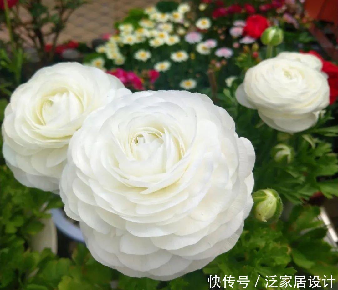 养花技巧:冬天最娇气的9种花,不要随便买,养不活浪费钱