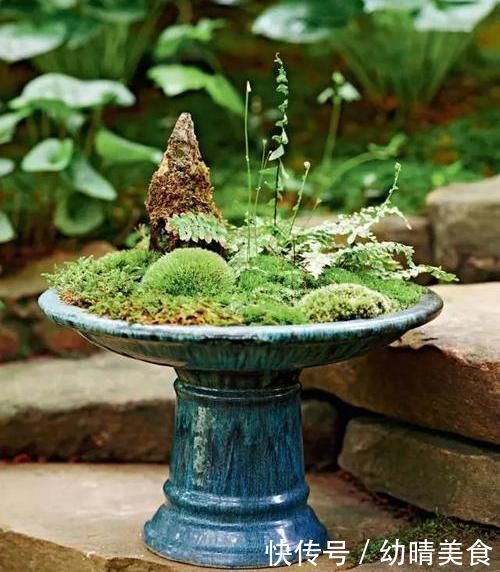 农村厕所旁挖的“青苔”,养在咸菜缸里,浇水就活,最少值一千块