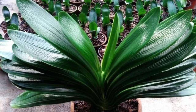 叶片|发现君子兰“鼓大包”,一定要重视,原因有3个,其中两个是惊喜