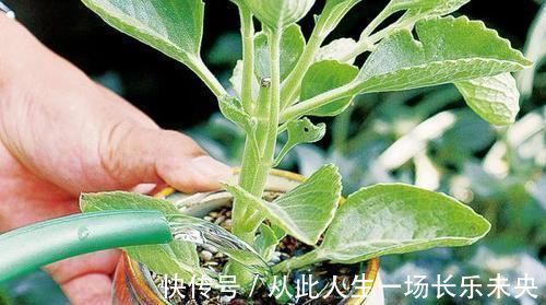 这4种花最 喜水 水浇多了也不烂根 保证长得更好 粉紫色