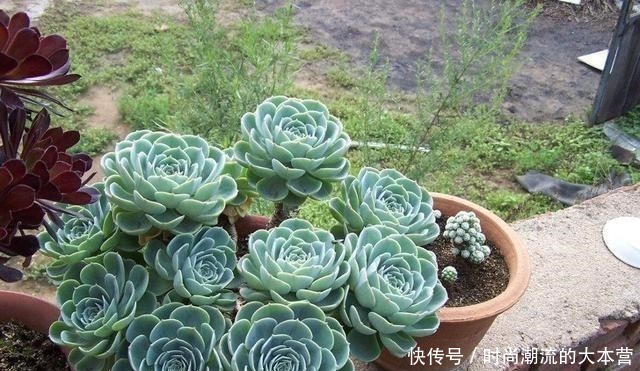 观音|这种多肉比观音莲还美,叶子一层叠一层,一棵能变好几棵