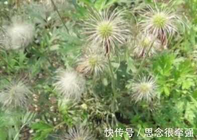 全身|它全身长白色绒毛，开智慧之花，见到要珍惜