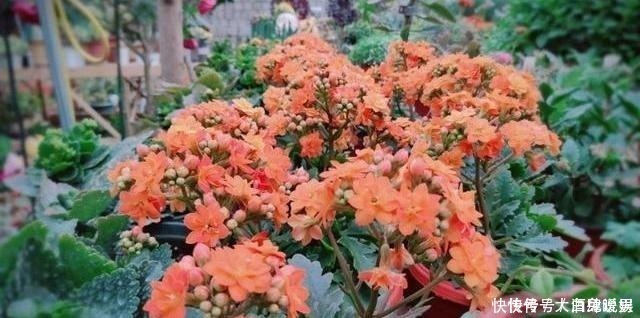 根系|长寿花养养打蔫了,“对症”救治,轻松恢复,年年看花!