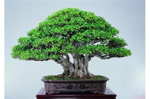 阳台再小，也要养3种花，小盆就能养，盆小水少长得快！