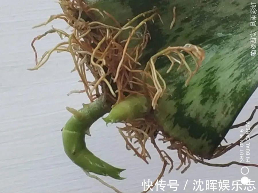 非洲堇|这花送人,只用送一片叶子,插土就活不心疼!