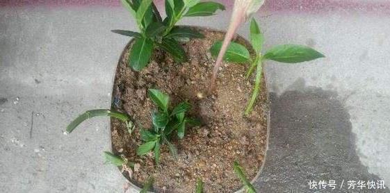 插枝|这花插枝即活,一年爬满阳台,花可泡茶喝,清火明目