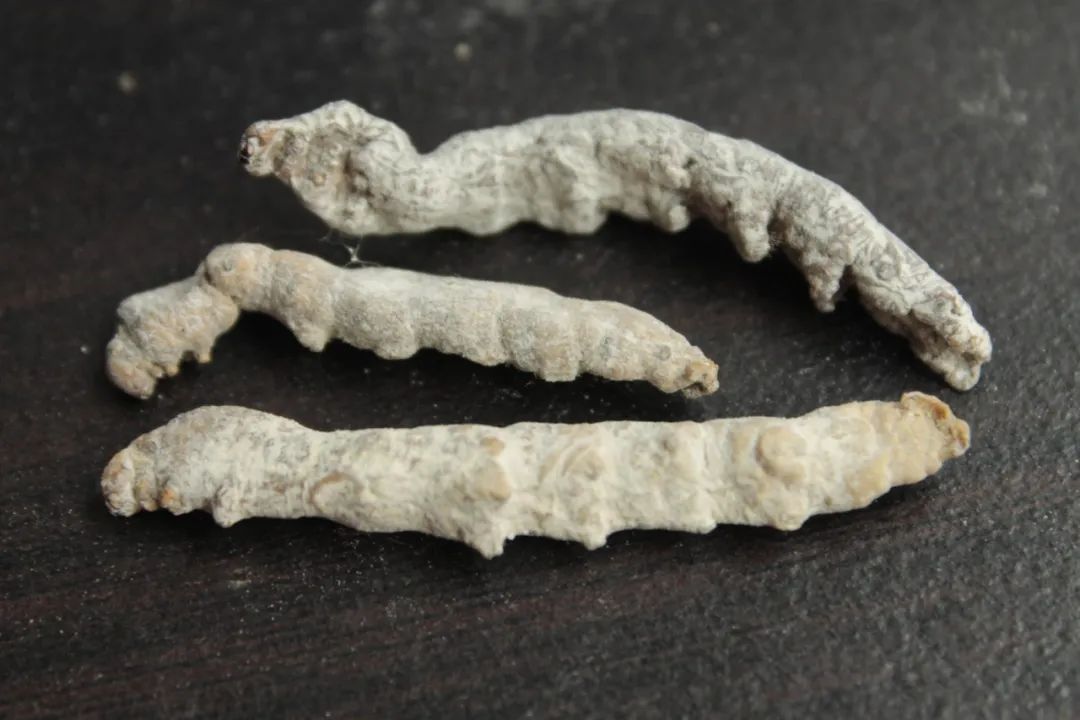 囊肿|一切息肉与囊肿,用这个4味药的中医方子,可去死肌,蚀恶肉