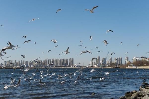 齐聚|直击现场丨冬日海鸥齐聚新区海河畔 场面壮观