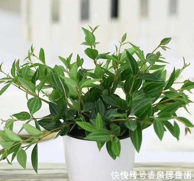 碰碰香|不管有钱没钱,家里养这十种植物,招财镇宅又养人