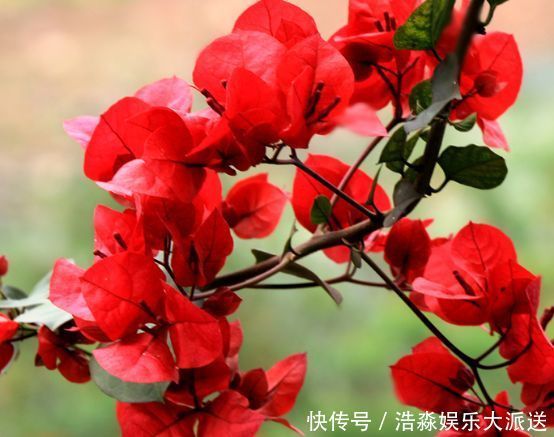 翠蝶花|喜欢养花，首选“珍稀牡丹”日本红，花色艳丽，红艳欲滴！