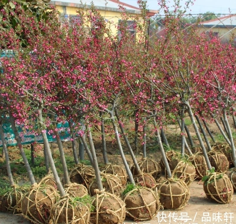 种树|院子里不要乱种树,这6种树不仅能添福旺宅,还能招财纳福