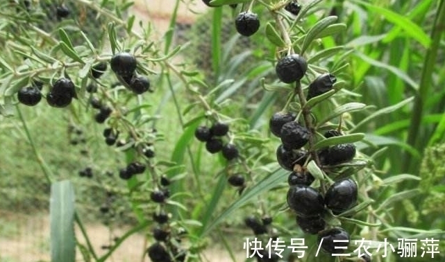 软黄金|农村种植一种野果，被称为软黄金，现在市场上一斤2000块钱