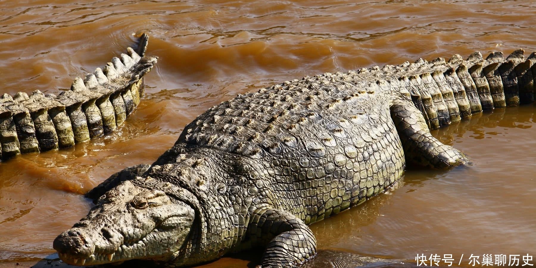 并非|龙是我国的象征,它并非真实存在,而是这样由来的!