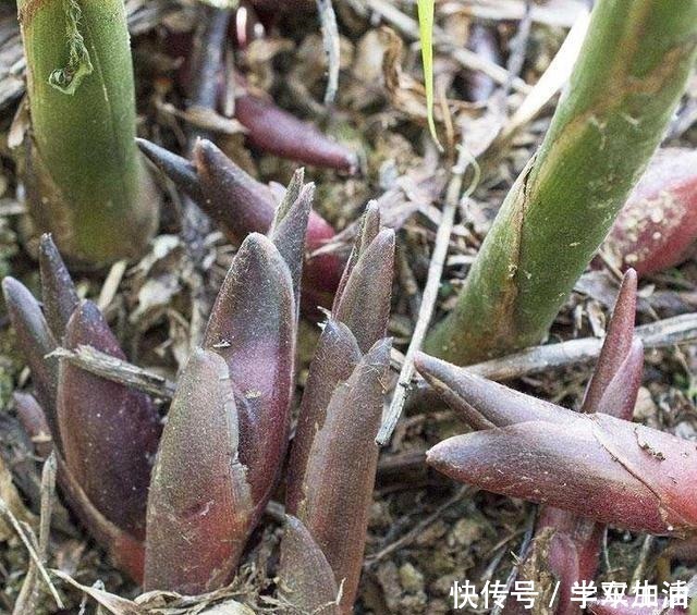 农村|农村这种草，被称为“小人参”，浑身是宝却常被人当野草！