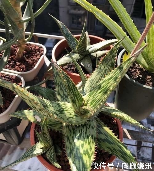 卧室放这三种花,漂亮耐看,提高睡眠质量,一宿睡到天亮