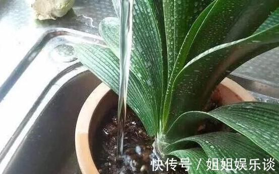 给盆栽花草浇水用它们，一分钱都不花，肥效比专业的强