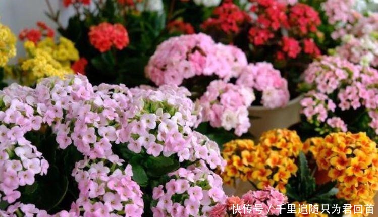 长寿花|超好养的4种花,人人都喜欢,叶子油绿,花朵漂亮!