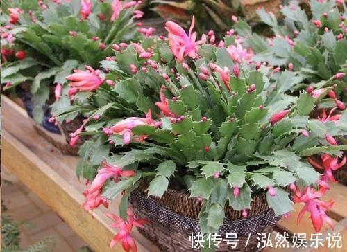 “夏必死”的4种花,现在赶紧扦插几盆,生根快成活率高