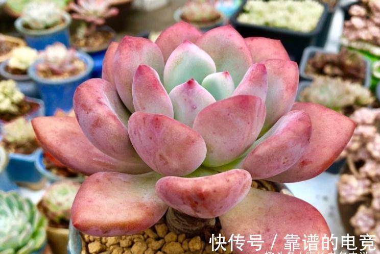 多肉奥普琳娜和娜娜小勾风格不同,一个以胖取胜,一个则娇俏可爱