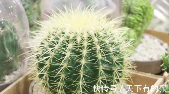 添子|3种丑的难入眼的花，养在家里能镇宅吉祥