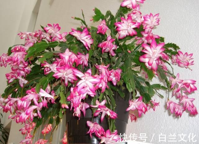 养花知识叫兰不是兰，花却美成仙，看看你家有几盆