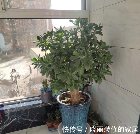 玉树养成胳膊粗,光照,肥料,花土,缺一不可,秋天赶紧追肥