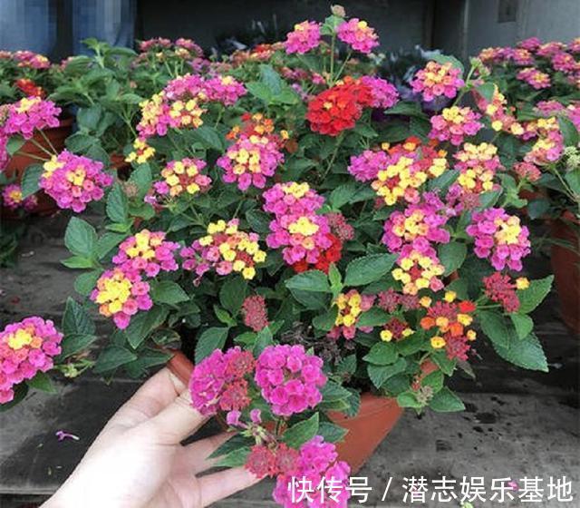 家里养花,避开8种“小毒花”,家里有老人孩子,孕妇的,别靠近