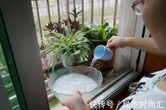 根系|养花盆土硬邦邦,自制一碗水,土壤松软似面包,肥力足