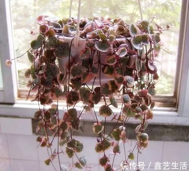 最全多肉养护法!十足干货!自己收藏就不用问别人啦!