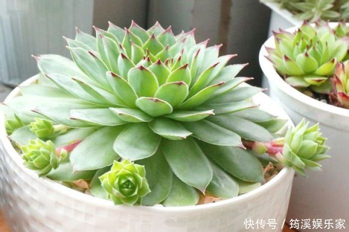 观音莲|丢在石缝中也能生长的多肉盆栽,大半年不管还爆盆,美极