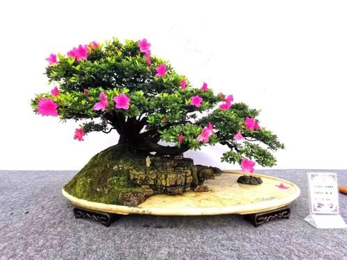 分四季管理杜鹃花，轻松打败养花“活不过三季”之说！