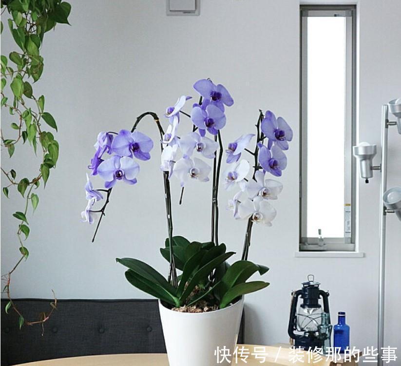 小两口之家,全屋布满绿植鲜花,把生活过成了诗,太美太治愈了