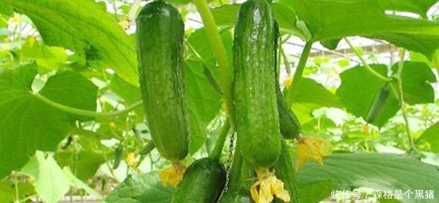常吃黄瓜有哪些好处和作用？
